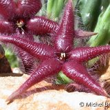 Stapelia asterias © M.Brossier (23).jpg